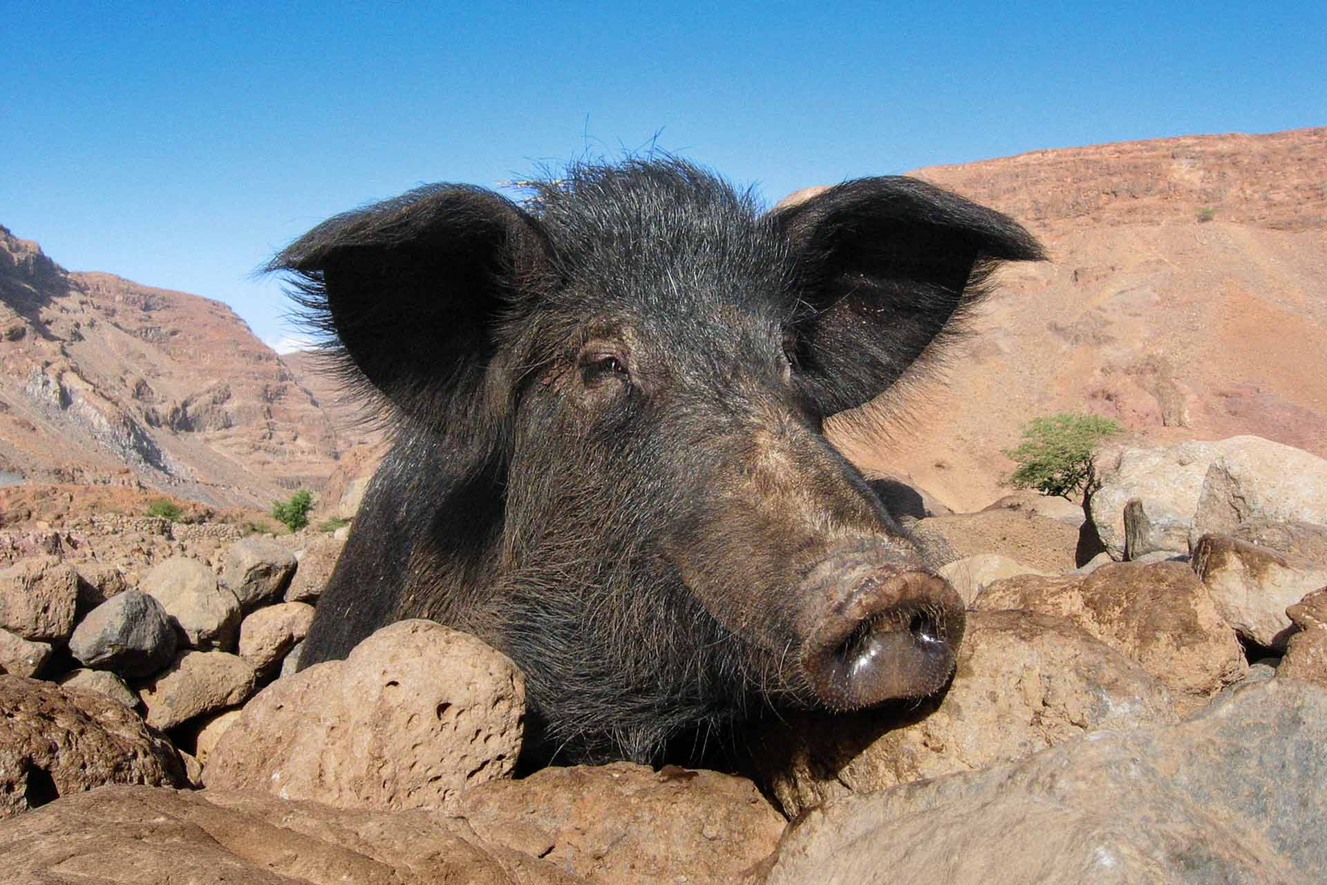 porc heureux, Cap Vert Sao Nicolao - photo animalère