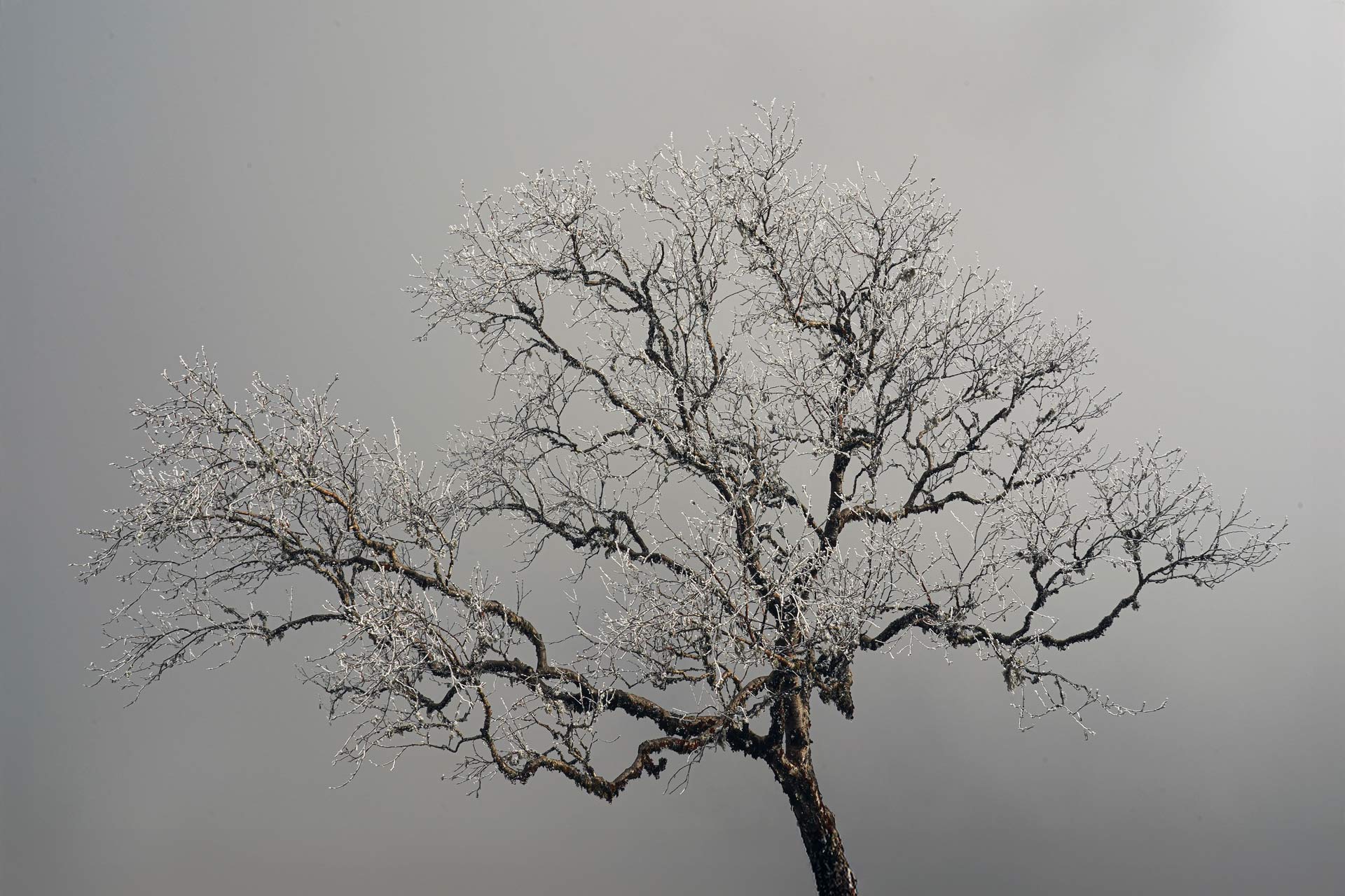 Arbre gelé Népal – photo paysage hivernal