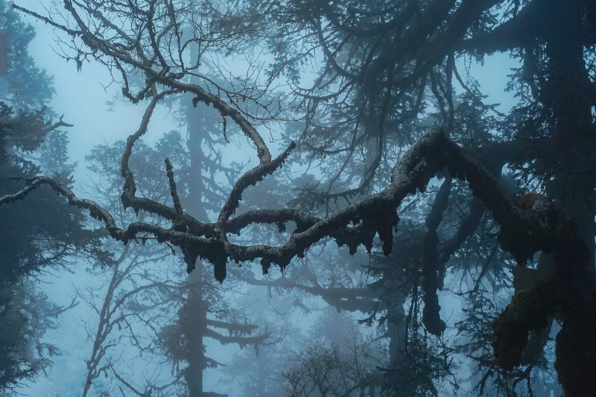 Forêt brumeuse Népal – photo nature créative