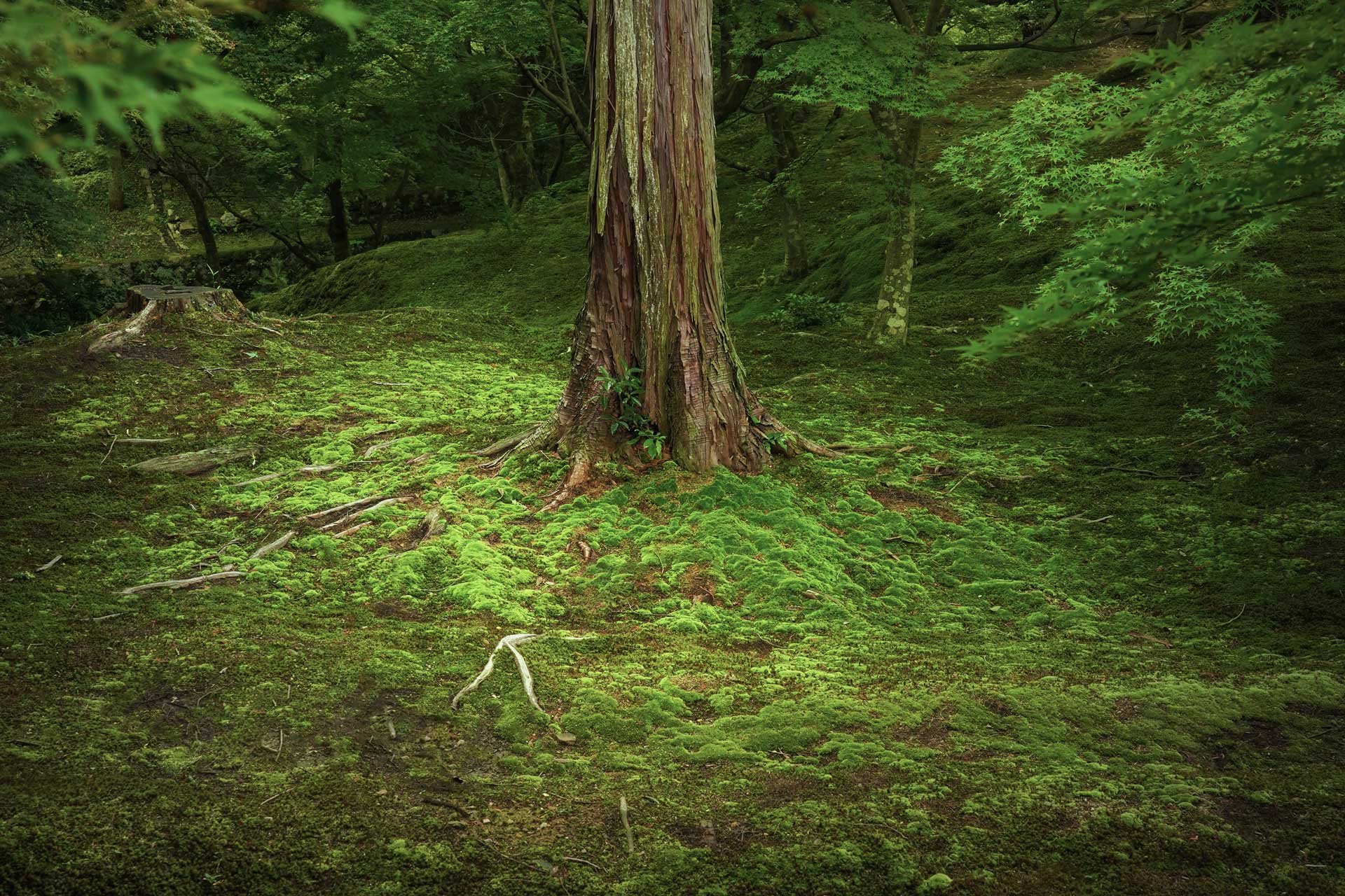 Arbre et mousse Japon – photographie nature