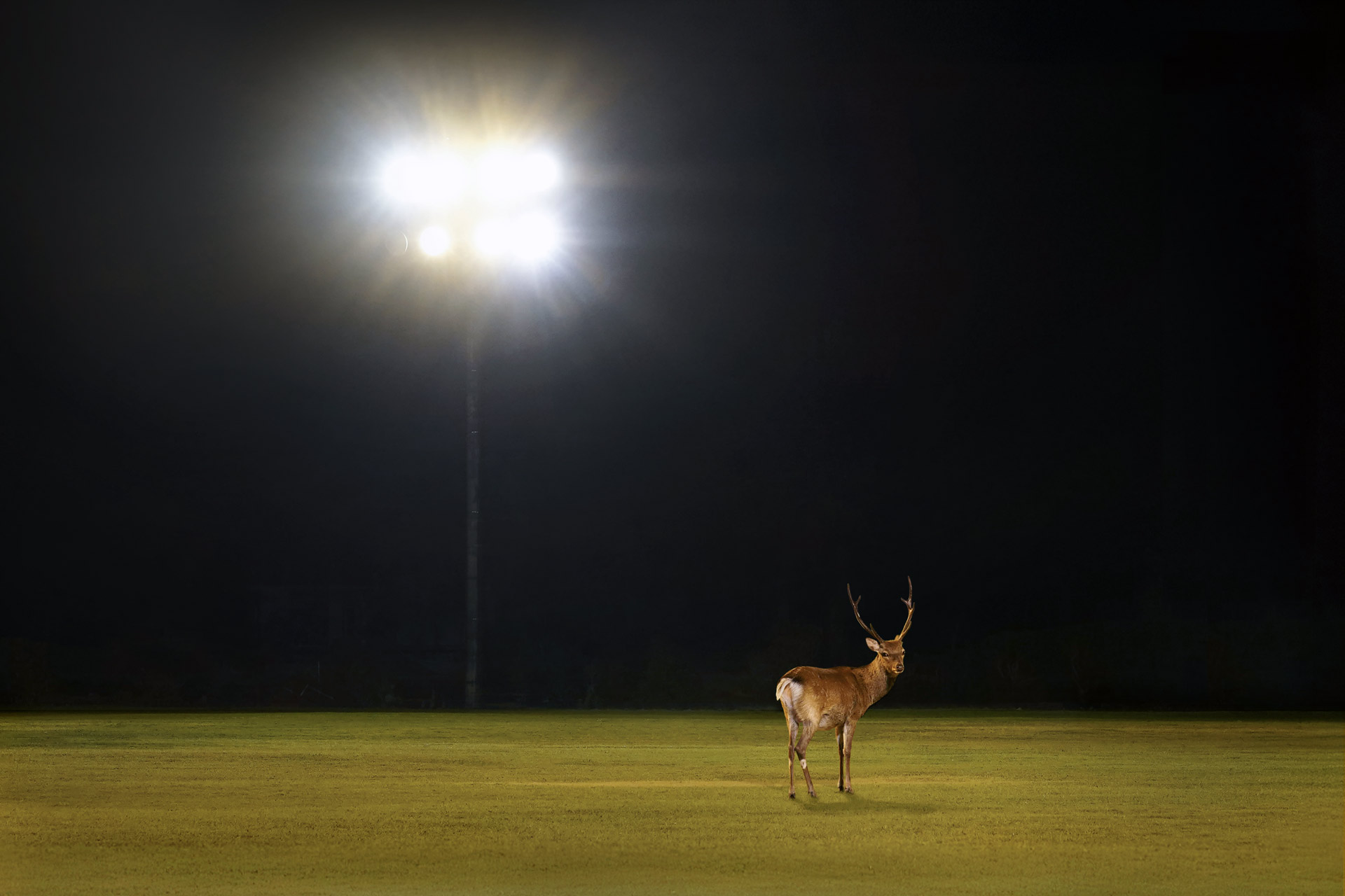 Cerf de nuit, stade Miyajima Japon – photo animalière