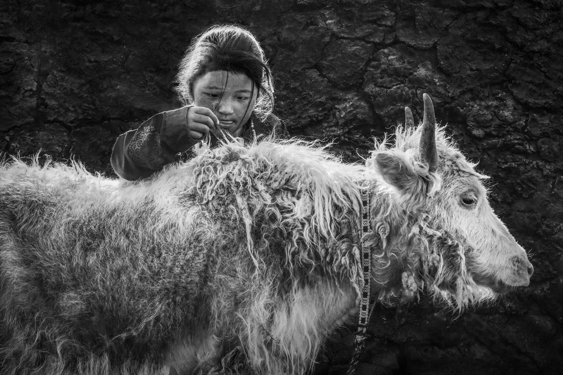 Fille et Yak Tibet – portrait ethnique