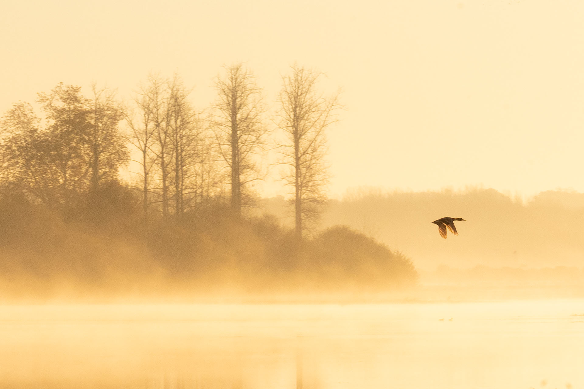 Marais d'Orx Landes – photographie paysage