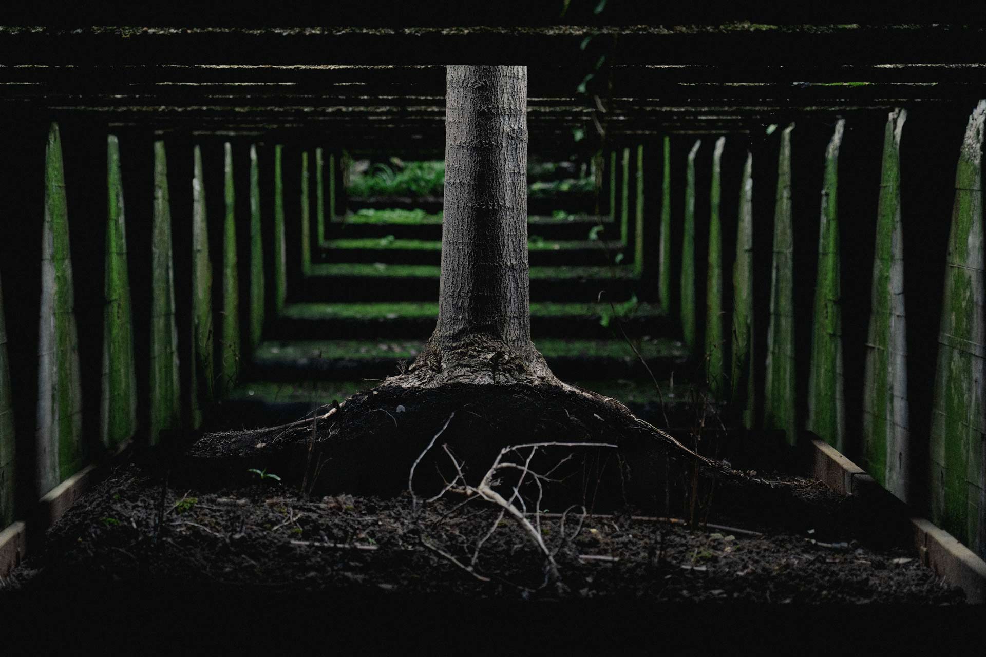 Arbre et bunker Bretagne – photographie artistique
