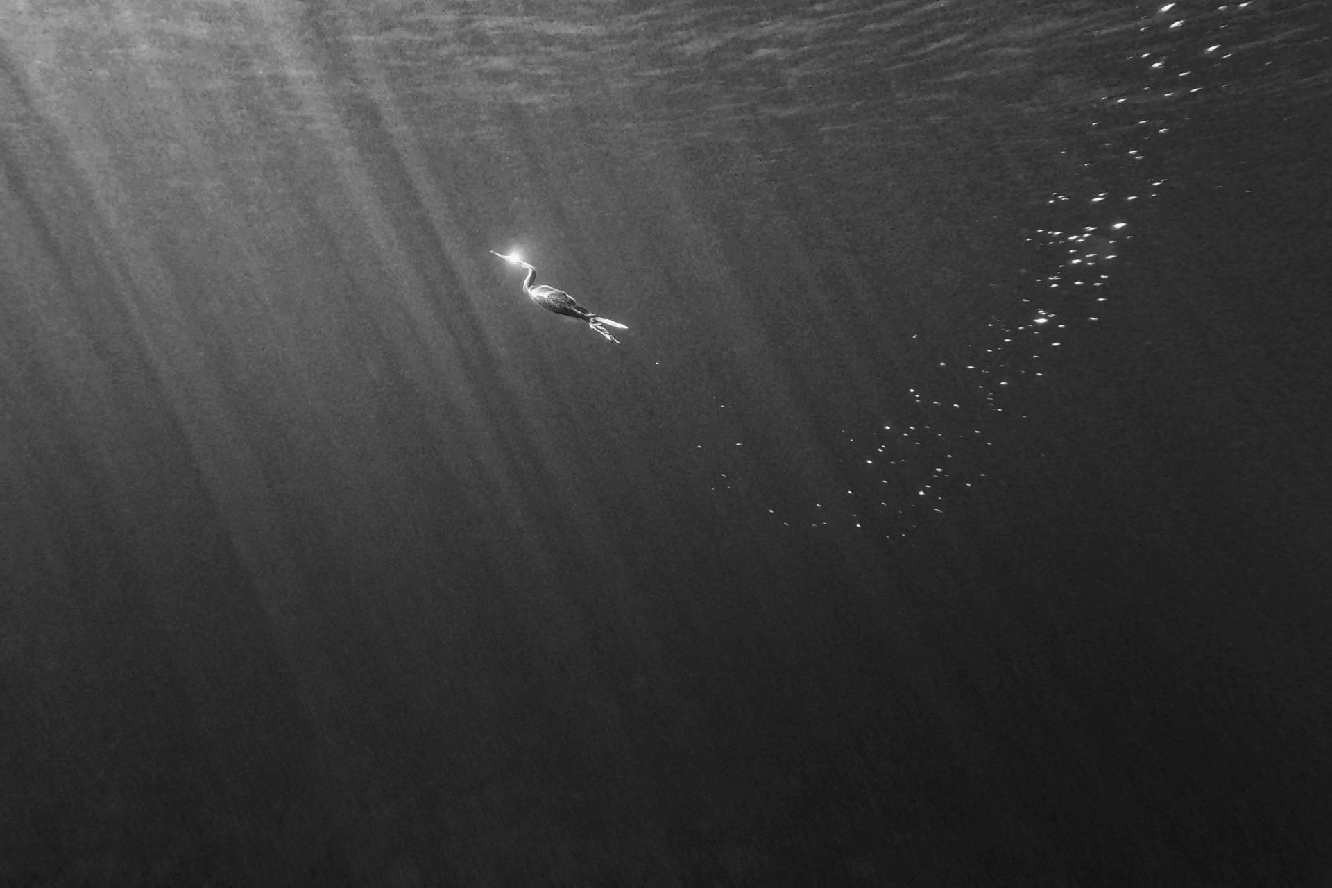Cormoran aquatique Corse – photographie animalière