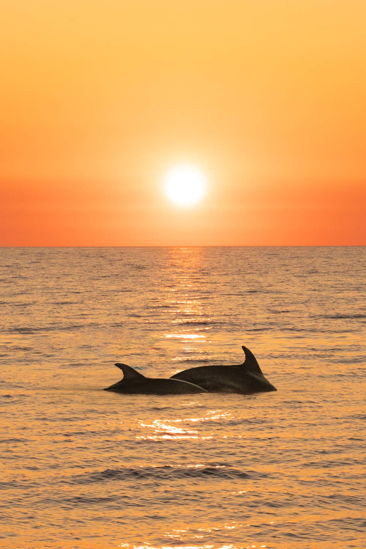 Europe Corse dauphins sunset TON09903