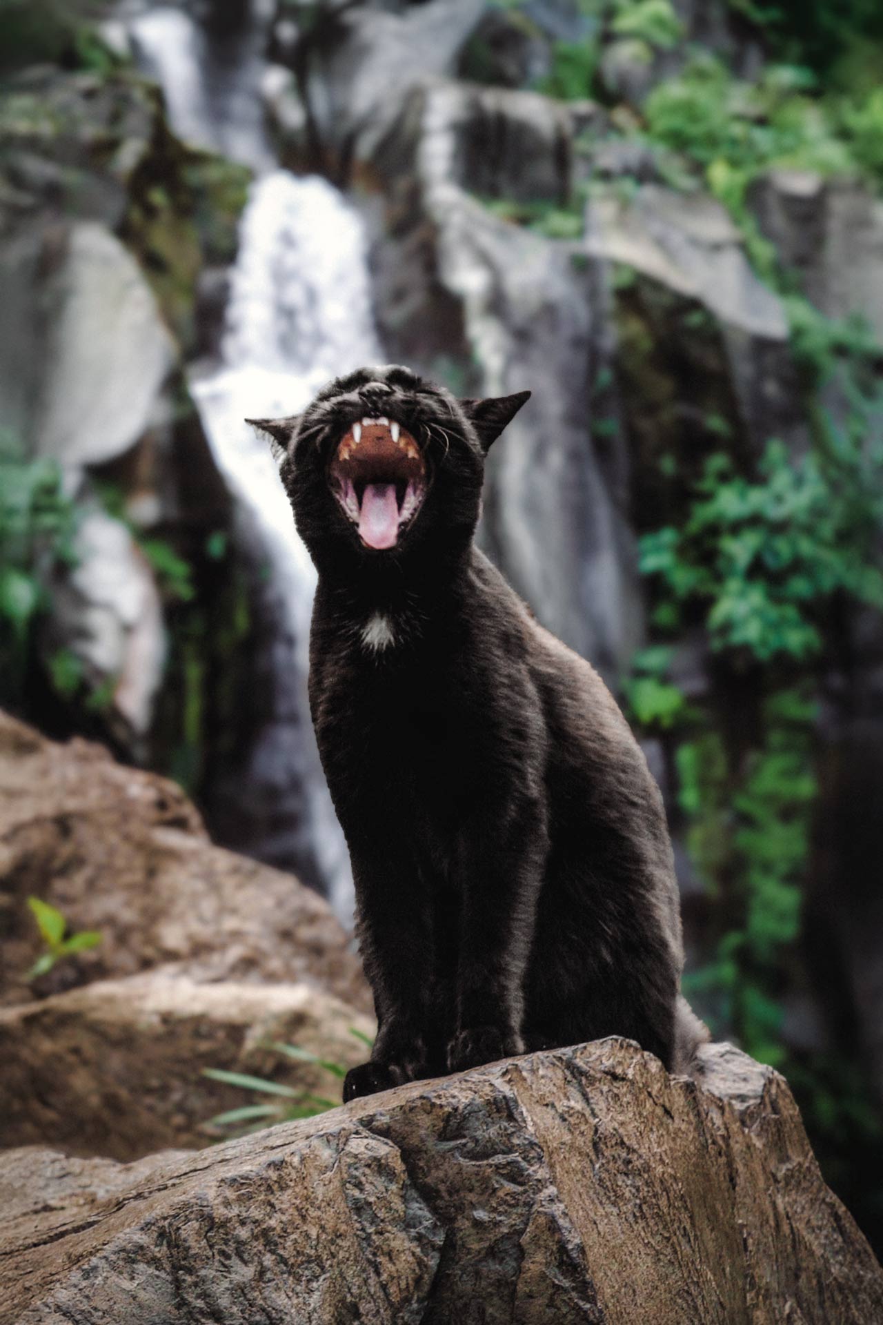 Chat qui baille La Réunion – photographie animalière