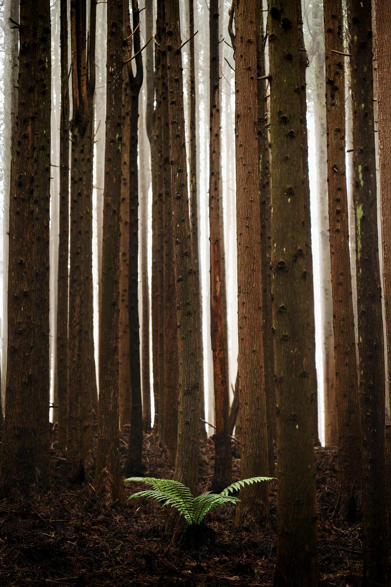 Forêt brumeuse fougères la Réunion – photographie nature